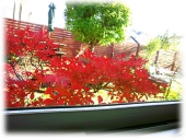 紅葉.jpg